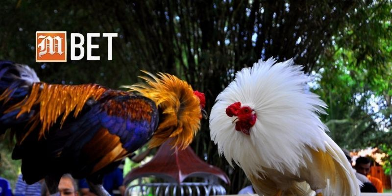Phân biệt rõ ba thể loại đá gà thường gặp