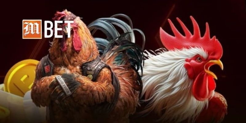Hướng dẫn chi tiết cách tham gia đá gà Thomo hôm nay