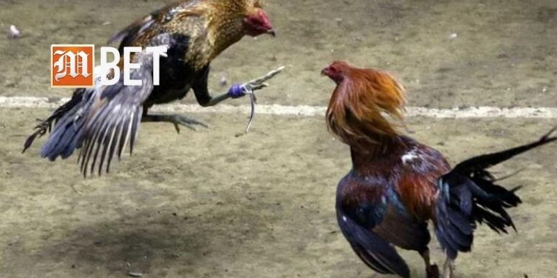 Trận đá gà Thomo gay cấn tại đấu trường hôm nay