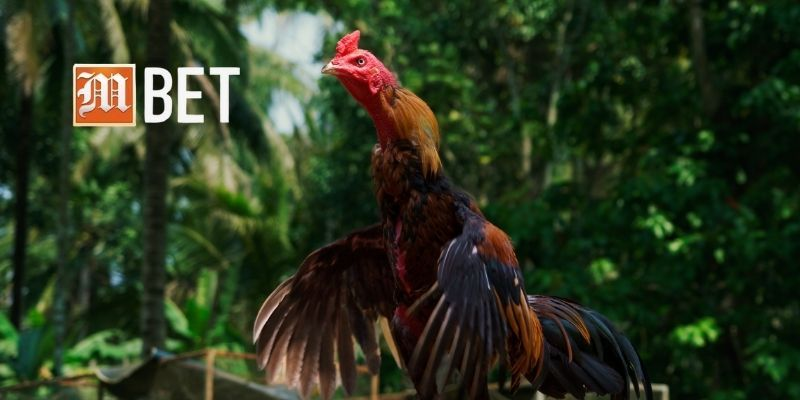 Đặc điểm nổi bật của Đá Gà Trực Tiếp C1 giúp người chơi dễ dàng tham gia và tận hưởng.