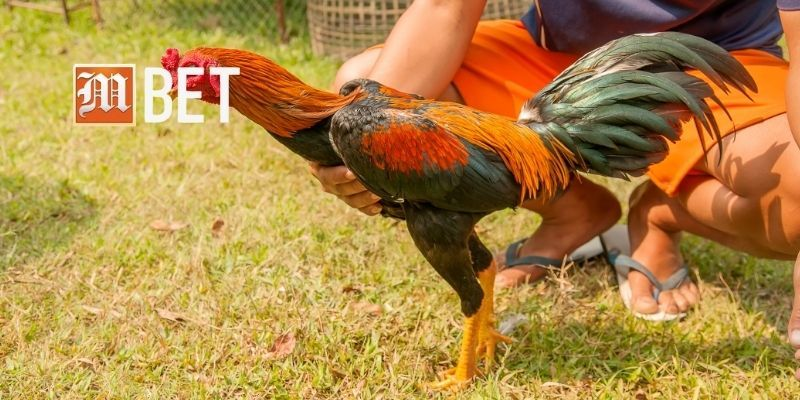 Hướng dẫn cách giúp người chơi tham gia vào các trận đấu gay cấn và hấp dẫn.